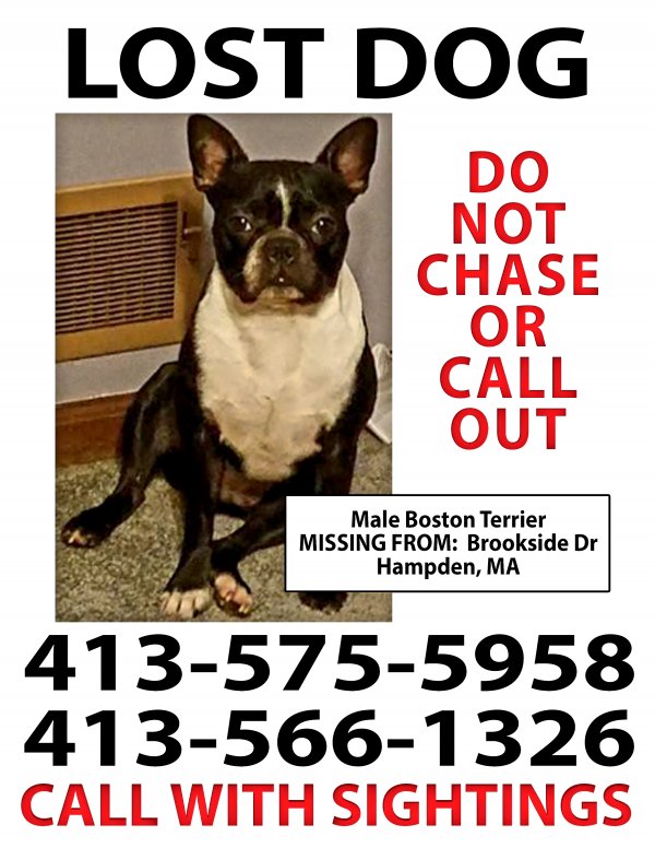 Safe Boston Terrier in Hampden, MA