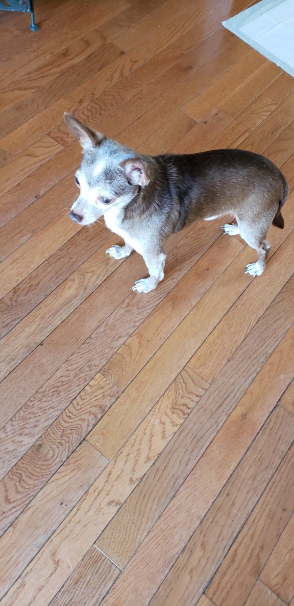 Safe Chihuahua in Warwick, RI
