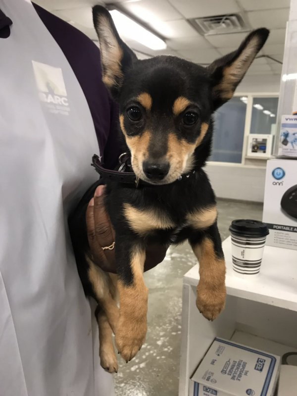 Safe Chihuahua in Stafford, TX