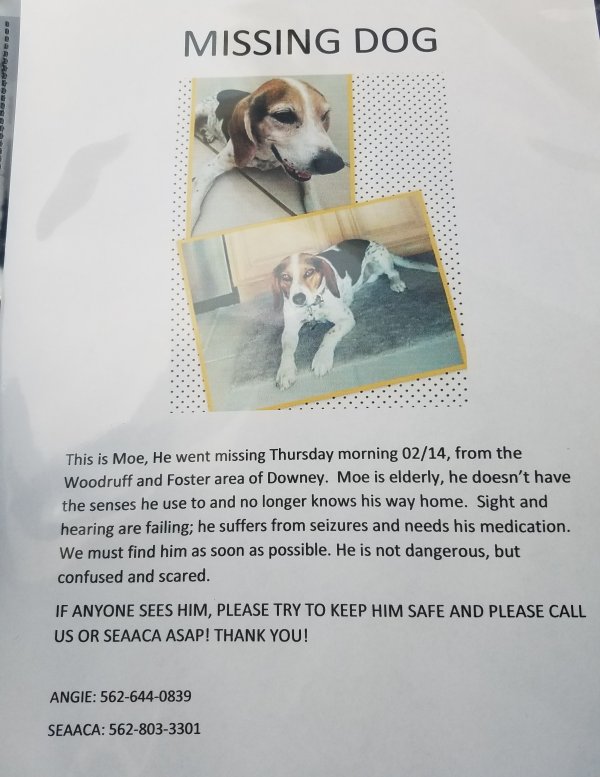 Safe Beagle in Downey, CA