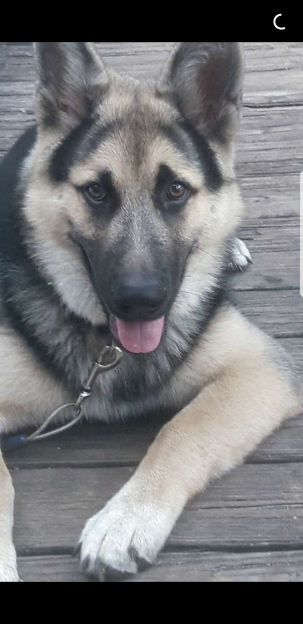 Safe German Shepherd Dog in Dover, FL