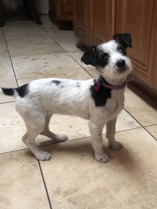 Safe Jack Russell Terrier in Paramount, CA