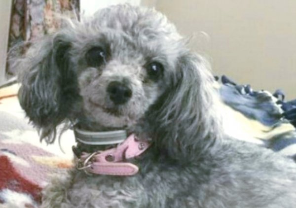 Safe Poodle in Fairfield, TX
