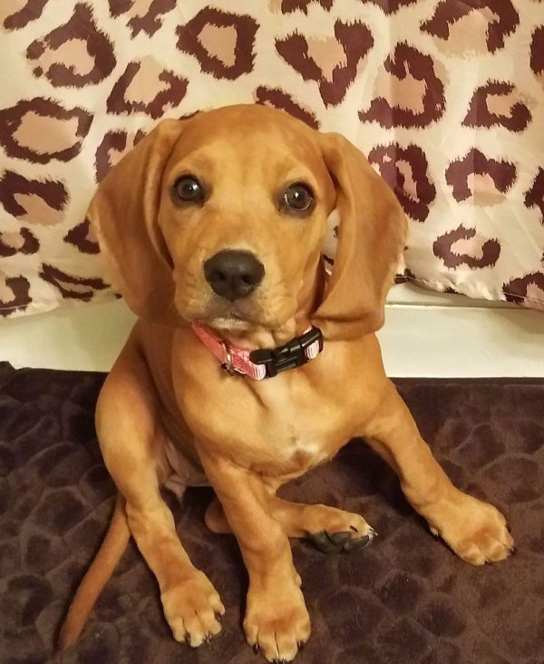 Safe Bloodhound in Clearwater, FL