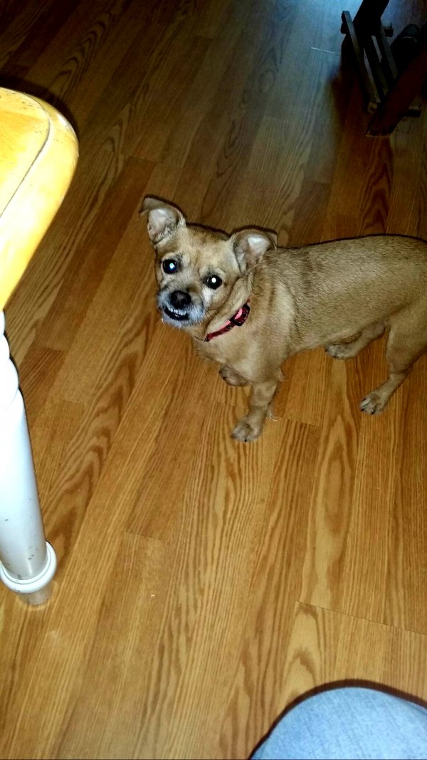 Safe Chihuahua in Phillipsburg, NJ
