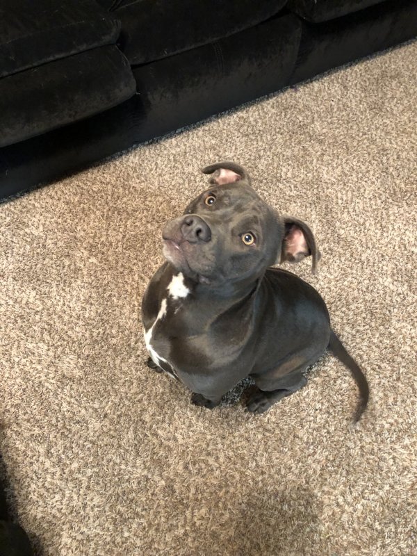 Safe Pit Bull in College Station, TX
