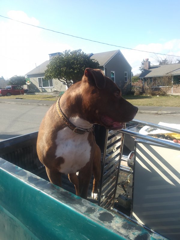 Safe Dog in Tacoma, WA