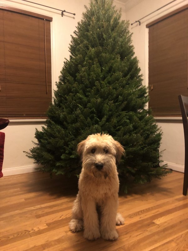 Safe Soft Coated Wheaten Terrier in Loma Linda, CA