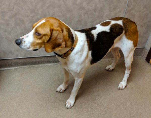 Safe Treeing Walker Coonhound in Lansdale, PA