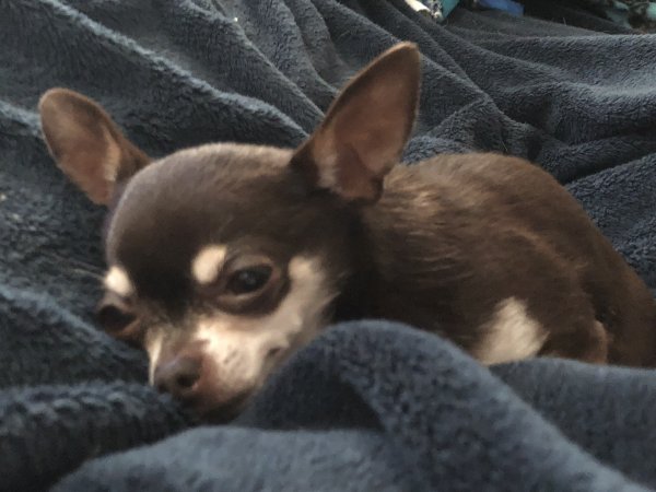 Safe Chihuahua in Soledad, CA