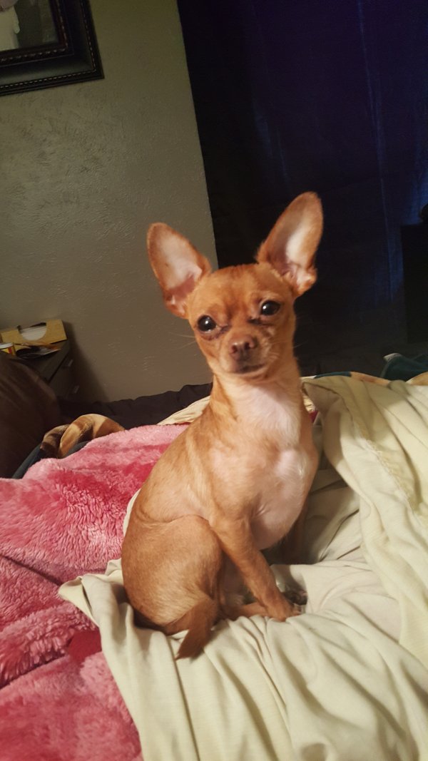 Safe Chihuahua in Garland, TX