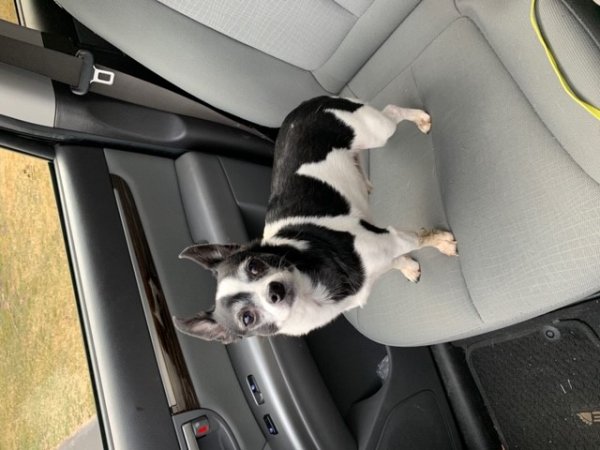 Safe Chihuahua in Mc Lean, VA