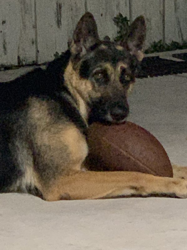 Safe German Shepherd Dog in Miami, FL