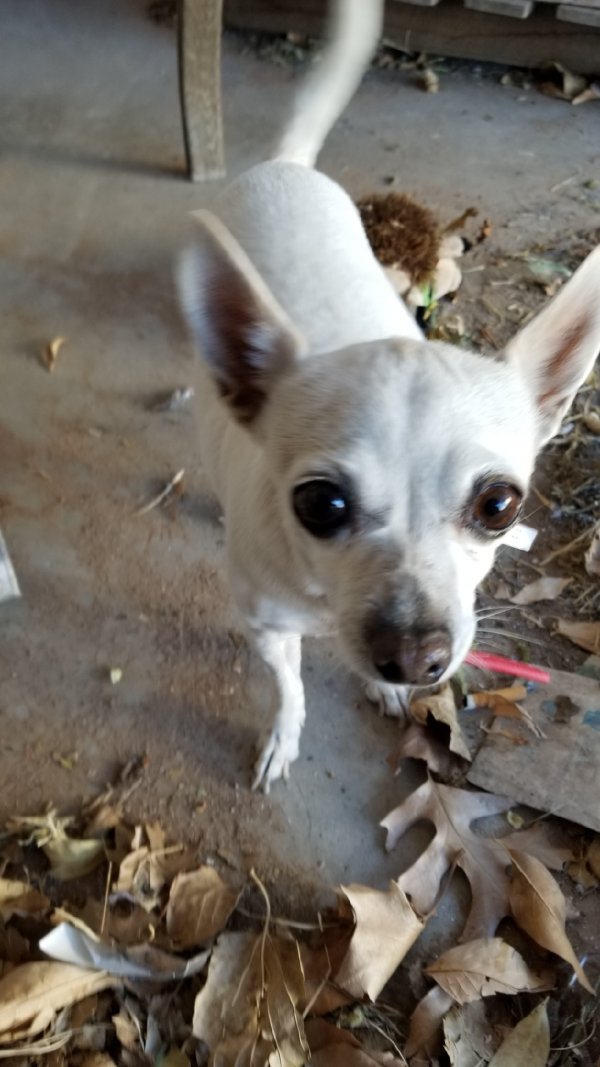 Safe Chihuahua in El Paso, TX