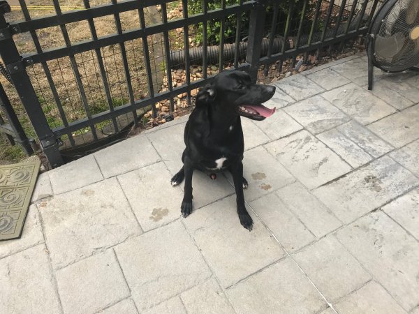 Safe Labrador Retriever in Acworth, GA