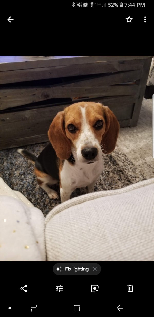 Safe Beagle in Channelview, TX