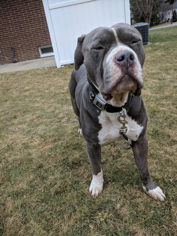 Safe Pit Bull in Mogadore, OH