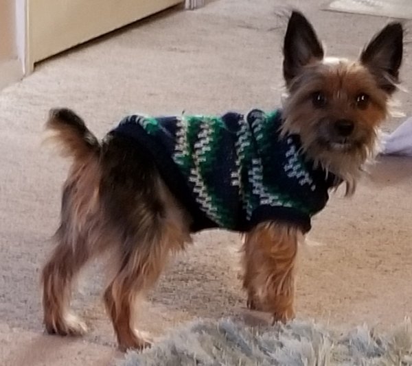 Safe Yorkshire Terrier in Temple Hills, MD US