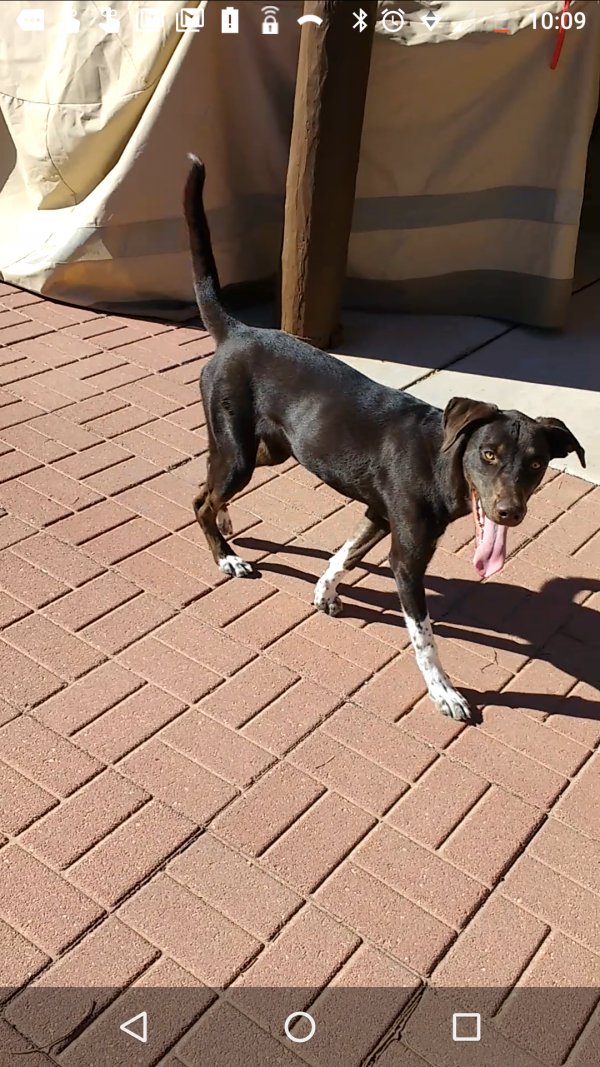 Safe Labrador Retriever in Rio Rancho, NM