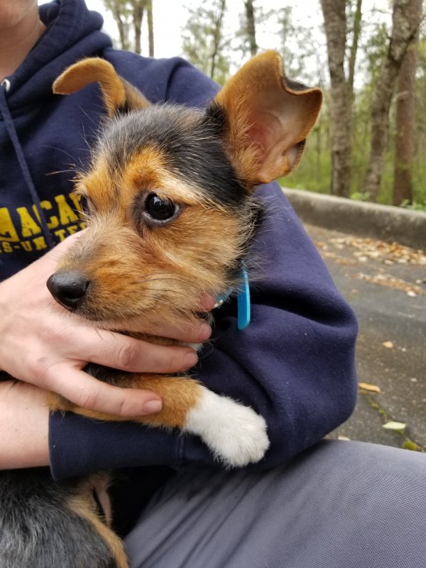 Safe Chihuahua in Mobile, AL