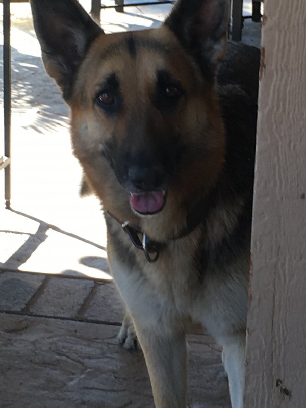 Safe German Shepherd Dog in Mira Loma, CA