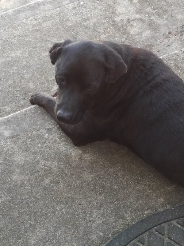Safe Labrador Retriever in Monroe, GA