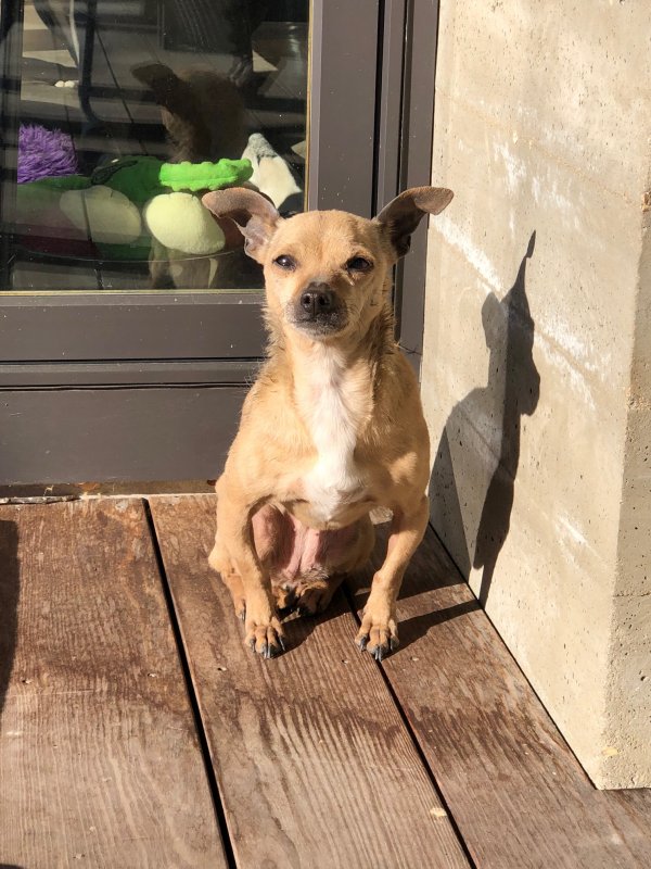 Safe Chihuahua in Strasburg, VA