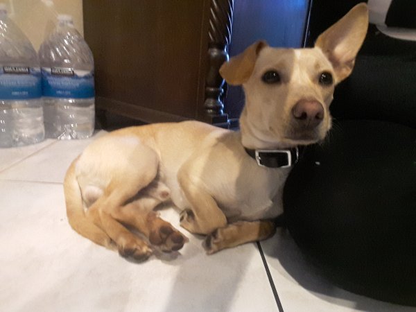Safe Chihuahua in San Ysidro, CA