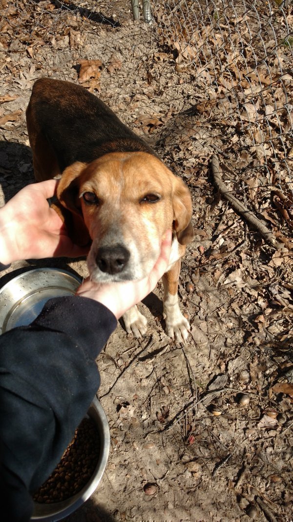 Safe Beagle in Ruther Glen, VA