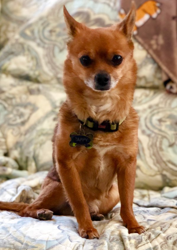 Safe Chihuahua in Las Vegas, NV US