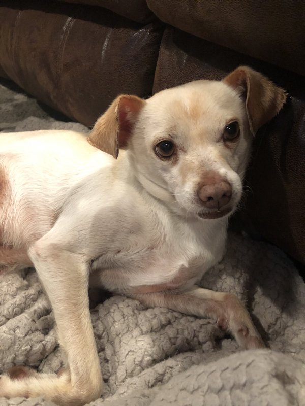 Safe Chihuahua in Modesto, CA