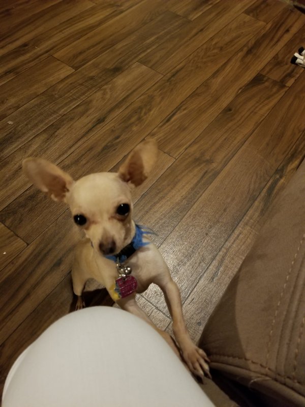 Safe Chihuahua in Richardson, TX