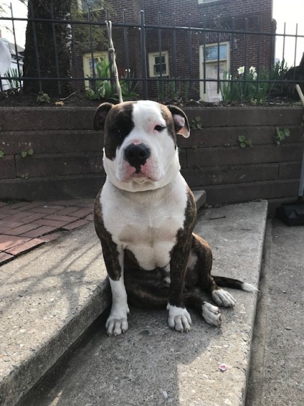 Safe Pit Bull in Broomall, PA