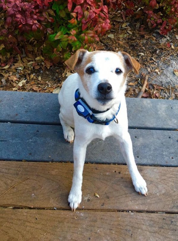 Safe Jack Russell Terrier in Dallas, TX