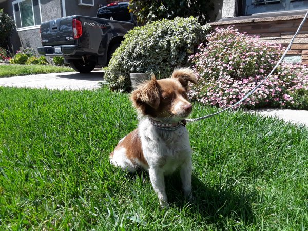 Safe Airedale Terrier in Montebello, CA