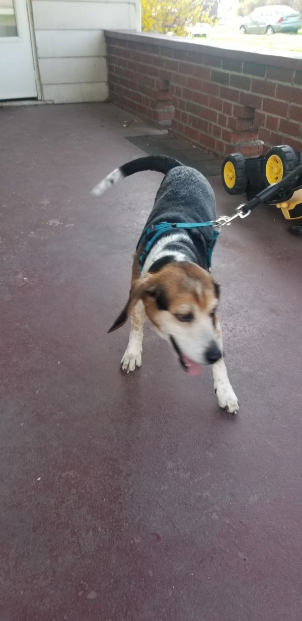 Safe Beagle in New Castle, PA