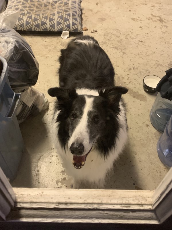 Safe Collie in Norristown, PA