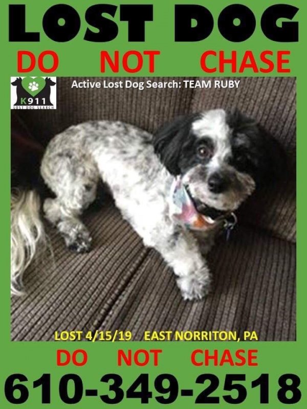 Safe Havanese in Norristown, PA