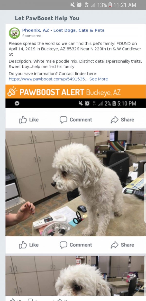 Safe Poodle in Phoenix, AZ