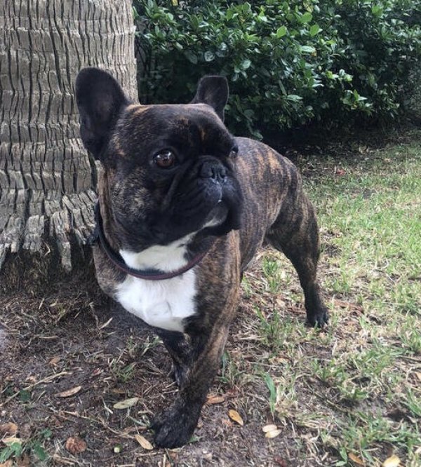 Safe French Bulldog in Orlando, FL