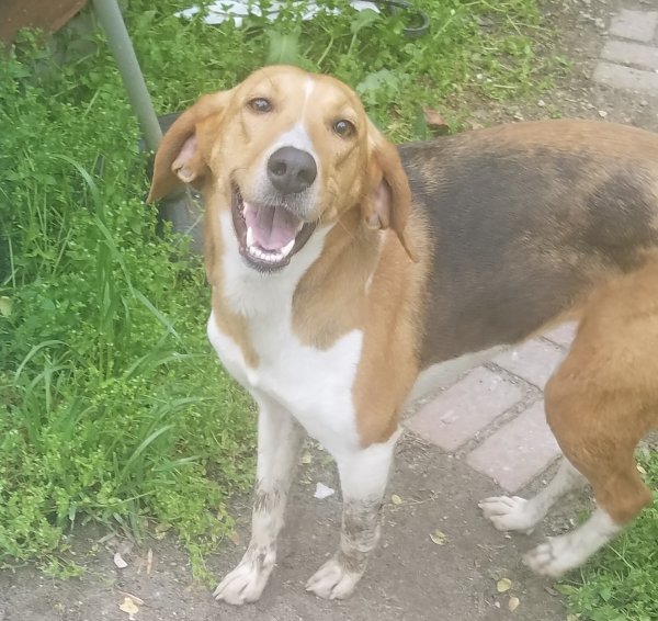 Safe Treeing Walker Coonhound in Pleasant Hill, NC