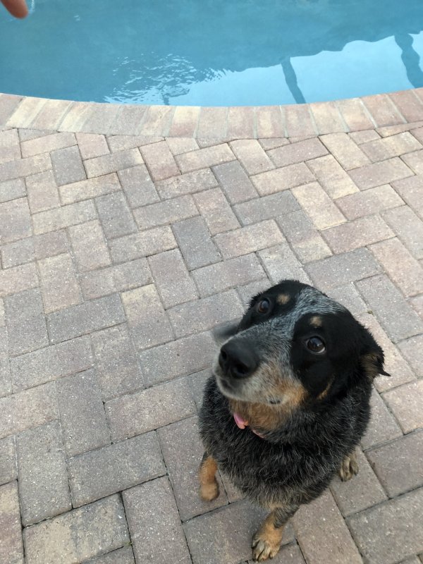 Safe Dog in Lake Worth, FL
