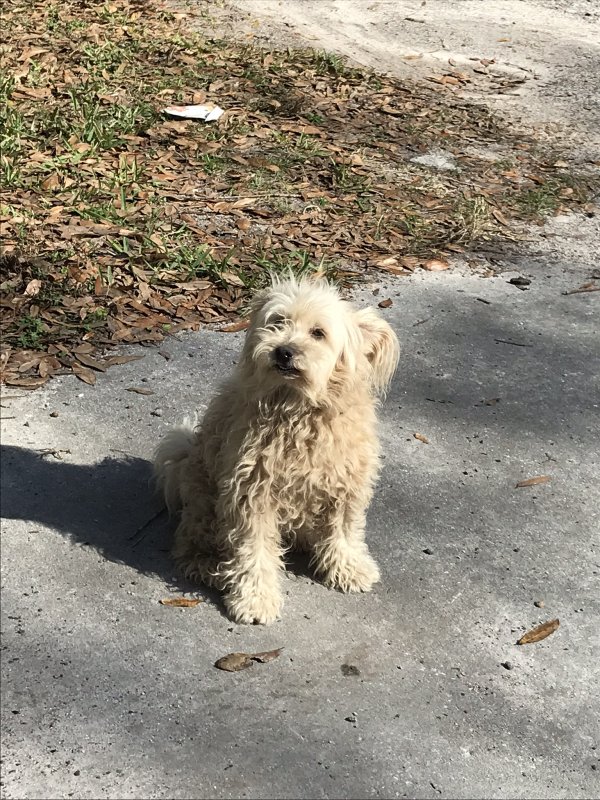 Safe Poodle in Odessa, FL