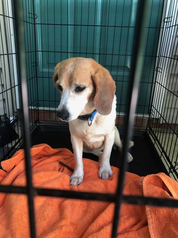 Safe Beagle in New Kent, VA