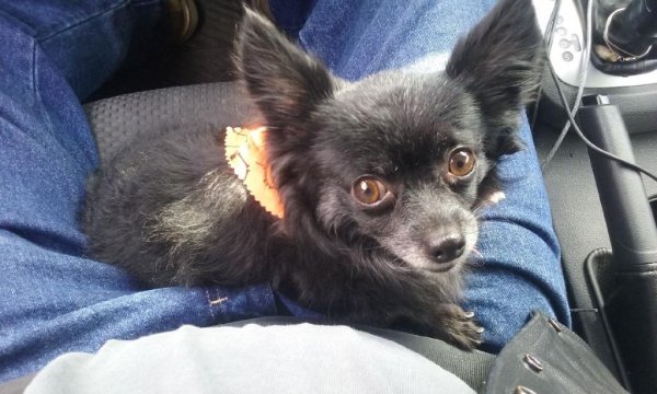 Safe Chihuahua in Northridge, CA