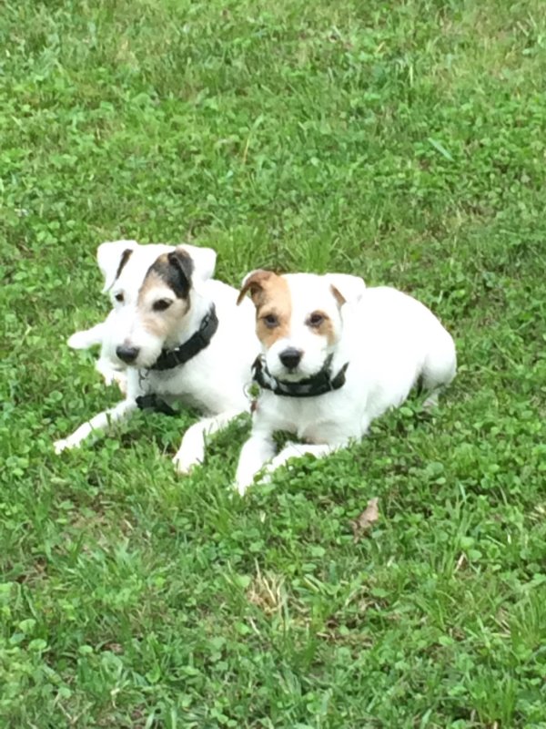 Safe Jack Russell Terrier in Montgomery, TX