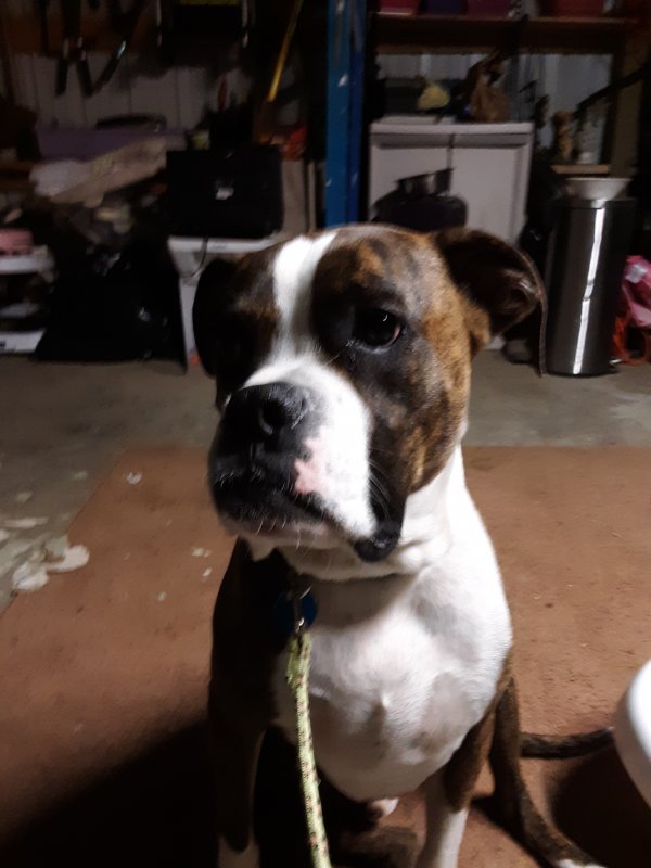Safe Boxer in Snohomish, WA