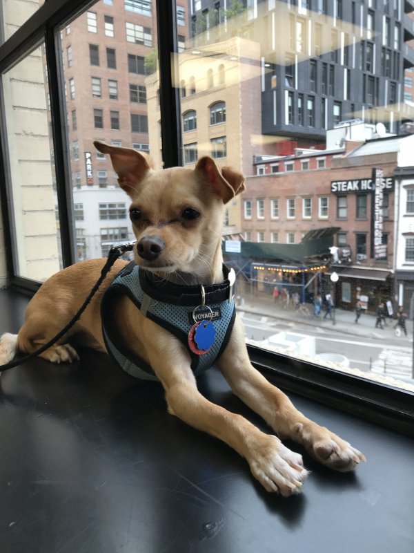 Safe Chihuahua in Briarcliff Manor, NY US