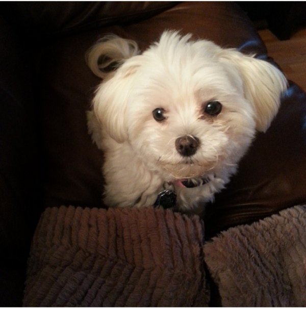 Safe Maltese in Harwood Heights, IL