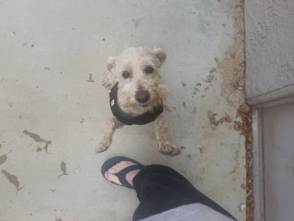 Safe Poodle in Corona, CA